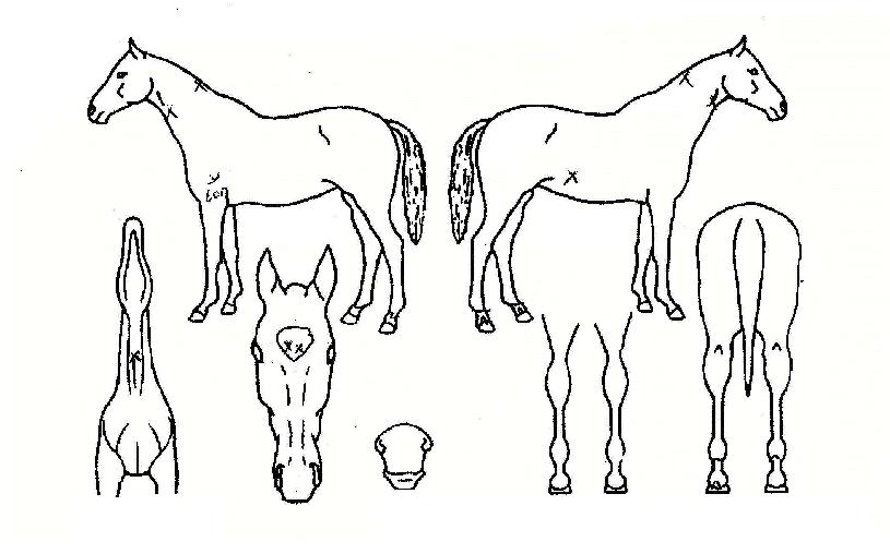 �����ű��� ����,���,�޸�,�λ�,�ٸ��� Ư¡����