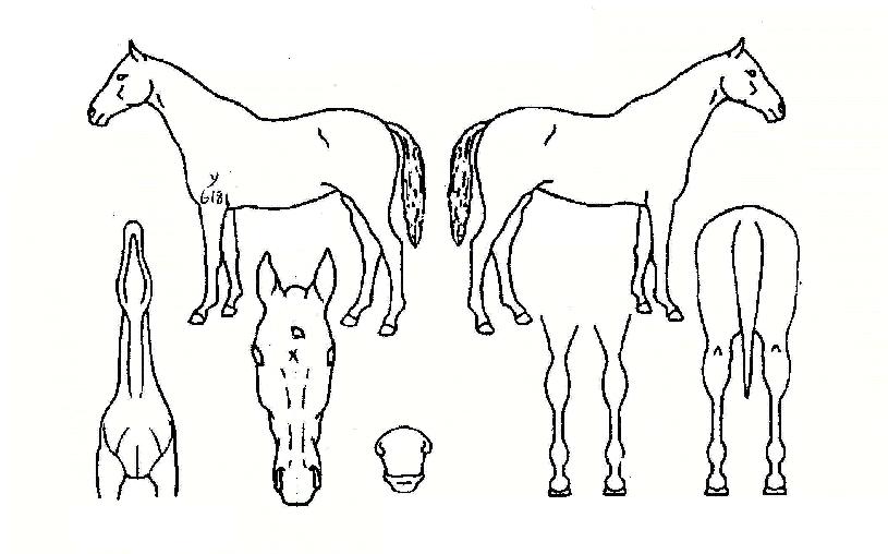 ¿À¸¶ÀÌÅ©¸¯ÀÇ Ãø¸é,¿ì¸é,µÞ¸é,µÎ»ó,´Ù¸®ÀÇ Æ¯Â¡µµÇØ