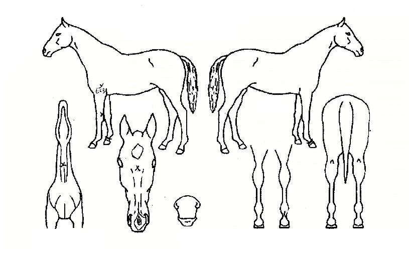 ¹é³âºÀÀÇ Ãø¸é,¿ì¸é,µÞ¸é,µÎ»ó,´Ù¸®ÀÇ Æ¯Â¡µµÇØ