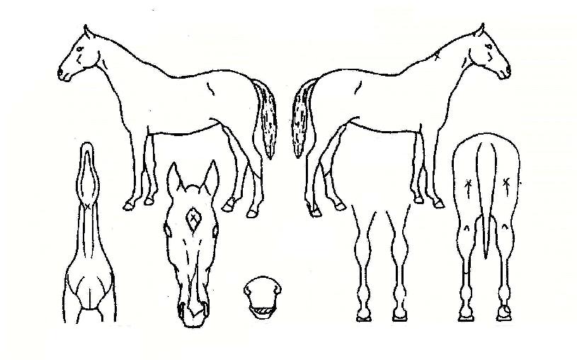 ����Ư���� ����,���,�޸�,�λ�,�ٸ��� Ư¡����