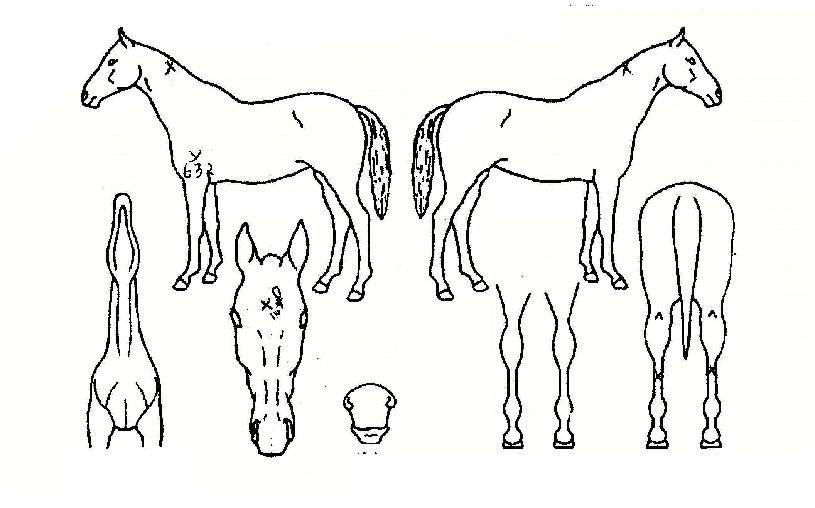 �ֻ���� ����,���,�޸�,�λ�,�ٸ��� Ư¡����