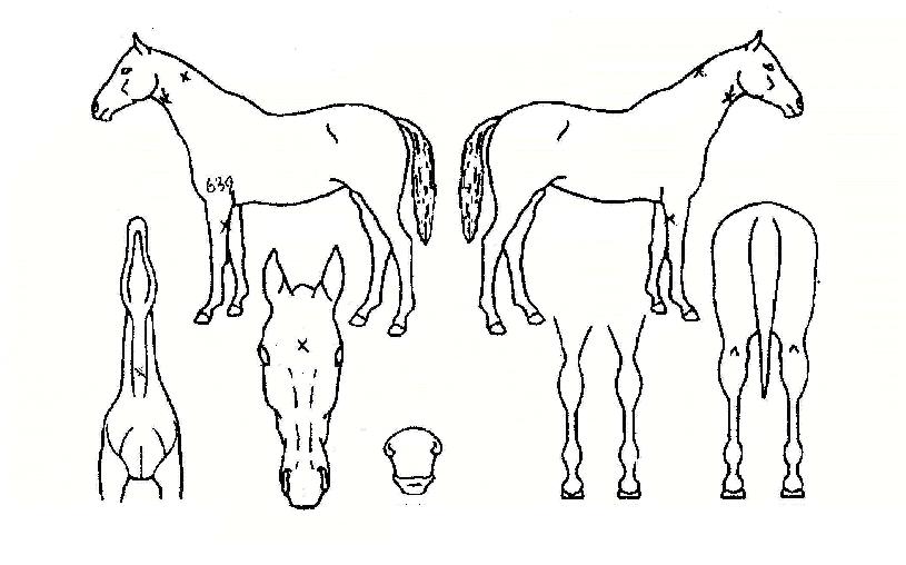 ���ϵ�ü�����ڸ��� ����,���,�޸�,�λ�,�ٸ��� Ư¡����