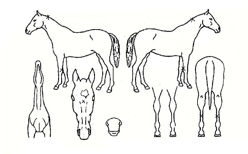 ¸ð´×·¯½ÃÀÇ Ãø¸é,¿ì¸é,µÞ¸é,µÎ»ó,´Ù¸®ÀÇ Æ¯Â¡µµÇØ