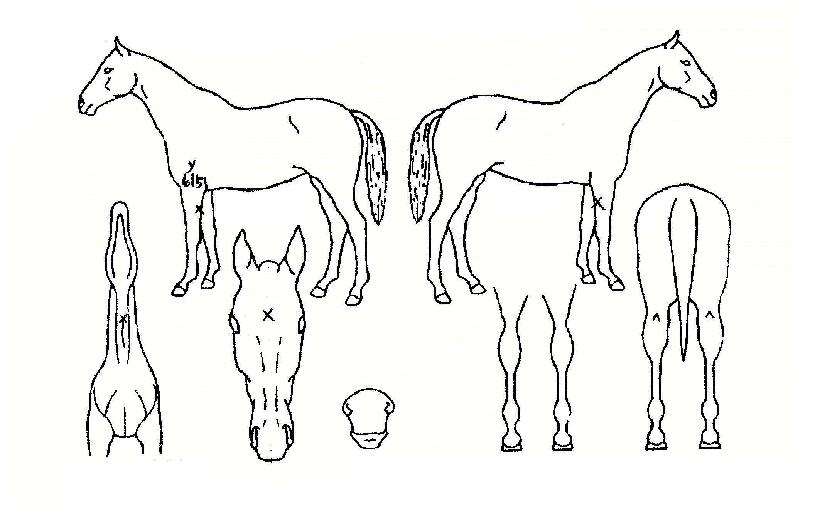 õ�������� ����,���,�޸�,�λ�,�ٸ��� Ư¡����