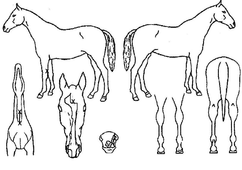 �����è���� ����,���,�޸�,�λ�,�ٸ��� Ư¡����