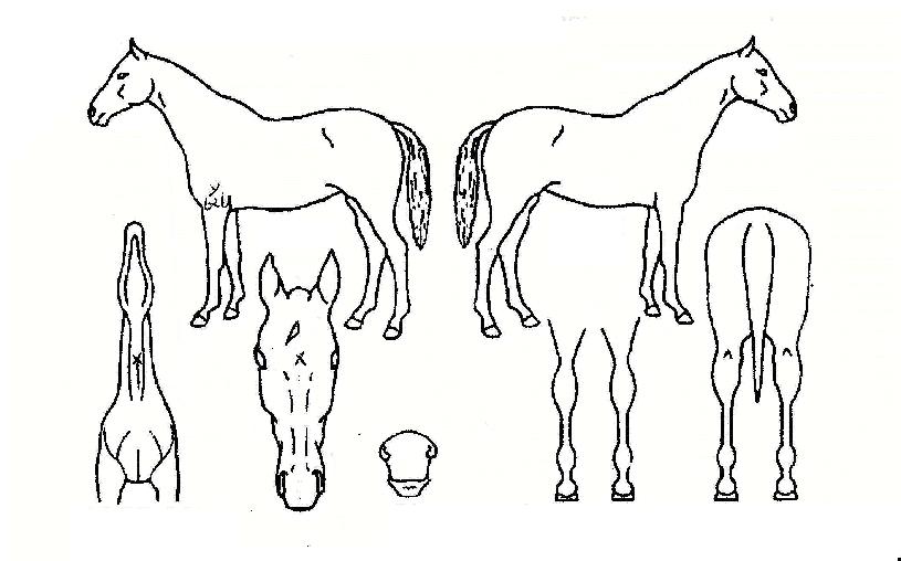 ���Ƽ���� ����,���,�޸�,�λ�,�ٸ��� Ư¡����