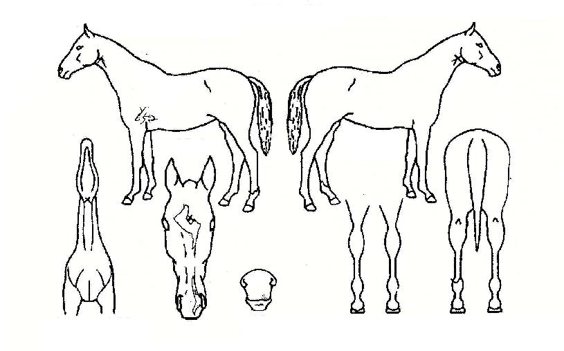 ���̵��ΰ����� ����,���,�޸�,�λ�,�ٸ��� Ư¡����