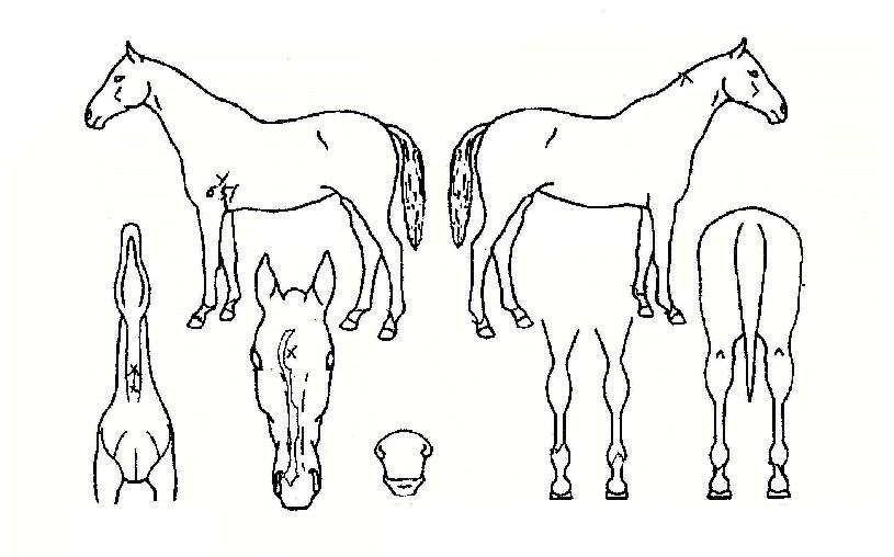 ����ȿ���� ����,���,�޸�,�λ�,�ٸ��� Ư¡����