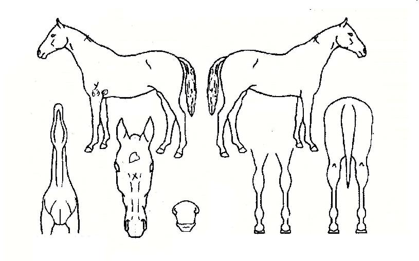 ���ǵ������� ����,���,�޸�,�λ�,�ٸ��� Ư¡����