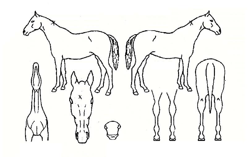 ´ëÁöÀÇžçÀÇ Ãø¸é,¿ì¸é,µÞ¸é,µÎ»ó,´Ù¸®ÀÇ Æ¯Â¡µµÇØ