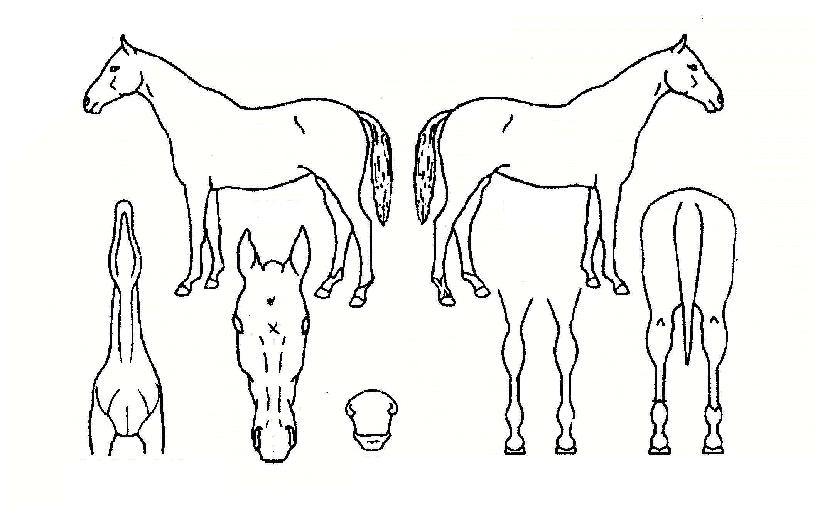 �ص�Ư���� ����,���,�޸�,�λ�,�ٸ��� Ư¡����