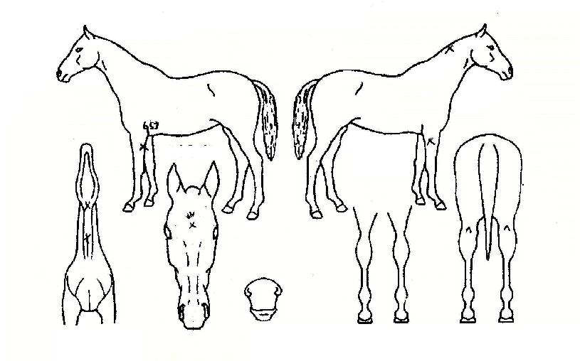 ÀھƵµÃëÀÇ Ãø¸é,¿ì¸é,µÞ¸é,µÎ»ó,´Ù¸®ÀÇ Æ¯Â¡µµÇØ