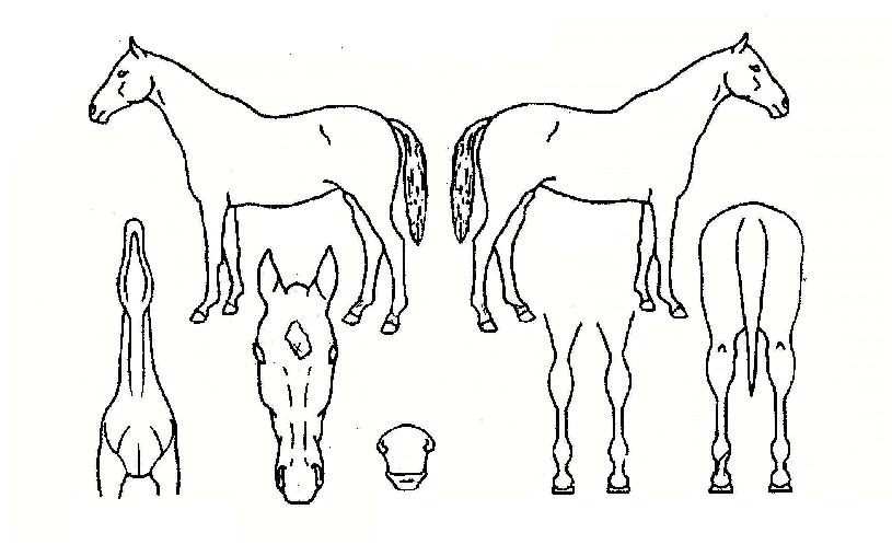 ½´ÆÛŬ·¡½ºÀÇ Ãø¸é,¿ì¸é,µÞ¸é,µÎ»ó,´Ù¸®ÀÇ Æ¯Â¡µµÇØ