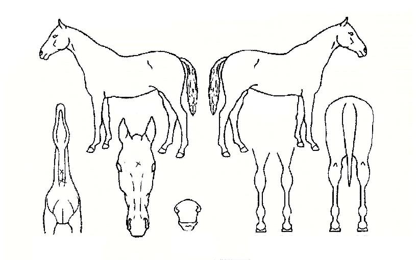 �Ŀ�Ǯ���̵��� ����,���,�޸�,�λ�,�ٸ��� Ư¡����