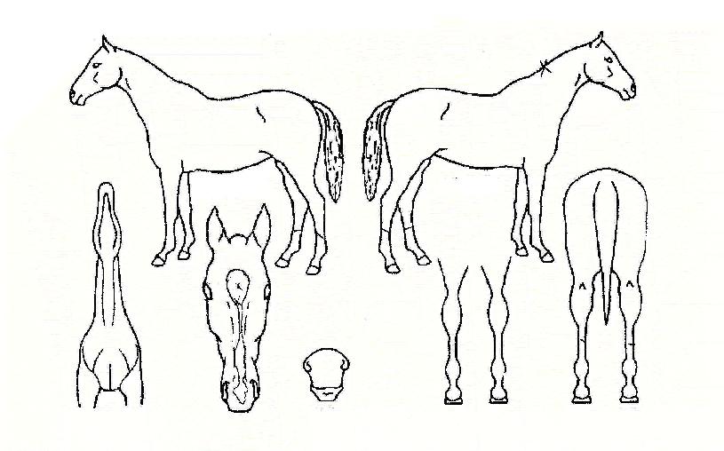 õ���ǳ����� ����,���,�޸�,�λ�,�ٸ��� Ư¡����