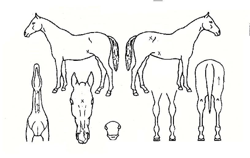 ¾Æº¸Ä«µµÀÇ Ãø¸é,¿ì¸é,µÞ¸é,µÎ»ó,´Ù¸®ÀÇ Æ¯Â¡µµÇØ