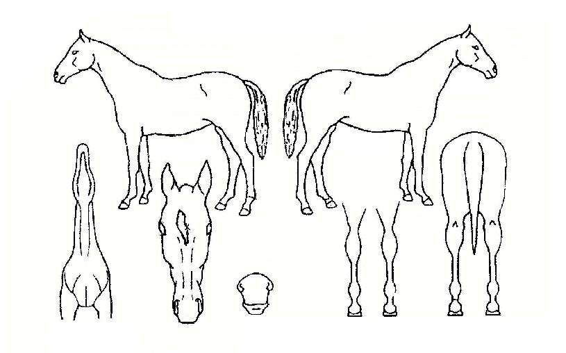 ��Ʈ������� ����,���,�޸�,�λ�,�ٸ��� Ư¡����