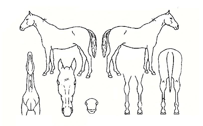 �̻�ȭ�� ����,���,�޸�,�λ�,�ٸ��� Ư¡����