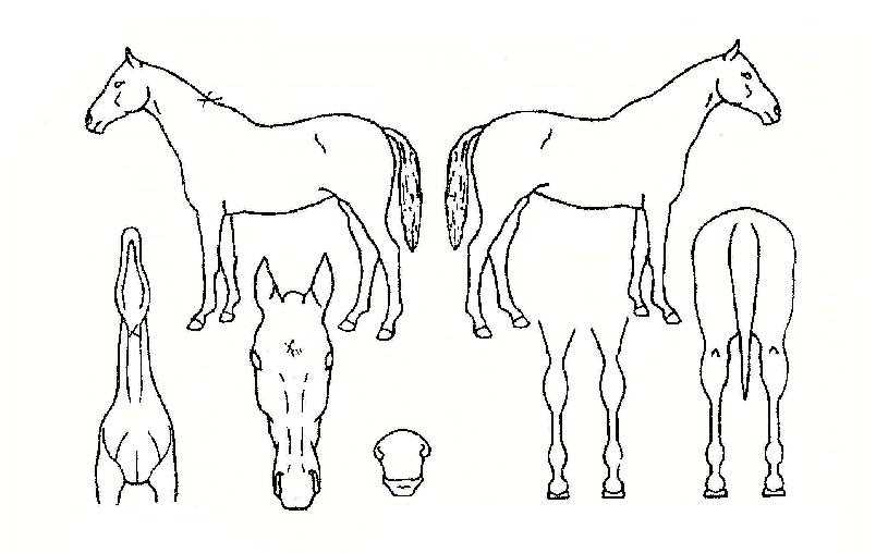 ½Åºñõ»çÀÇ Ãø¸é,¿ì¸é,µÞ¸é,µÎ»ó,´Ù¸®ÀÇ Æ¯Â¡µµÇØ