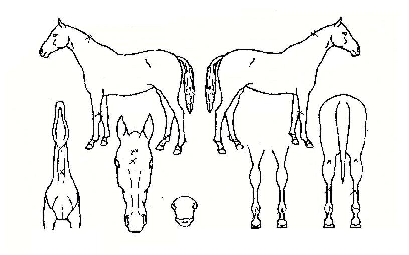 ÇÁ¶óÀÓŬ·¡½ºÀÇ Ãø¸é,¿ì¸é,µÞ¸é,µÎ»ó,´Ù¸®ÀÇ Æ¯Â¡µµÇØ