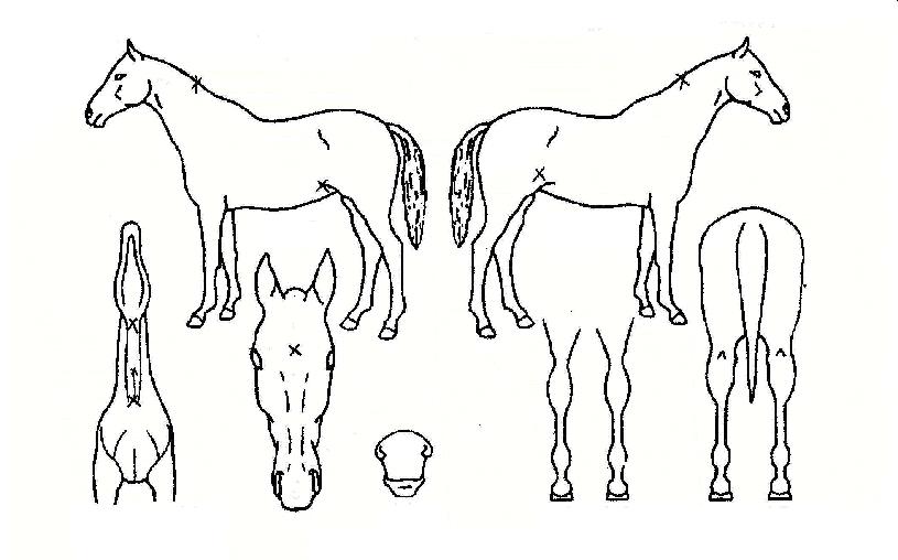 ��ƼǮ���̵��� ����,���,�޸�,�λ�,�ٸ��� Ư¡����