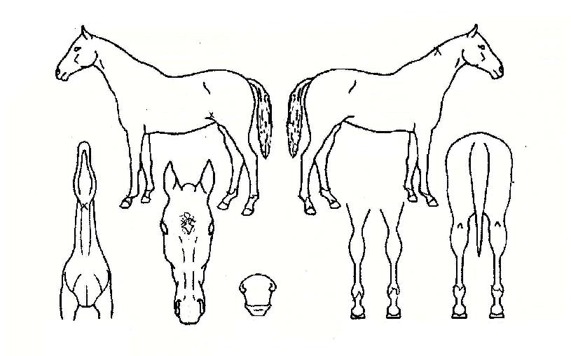 ������ ����,���,�޸�,�λ�,�ٸ��� Ư¡����