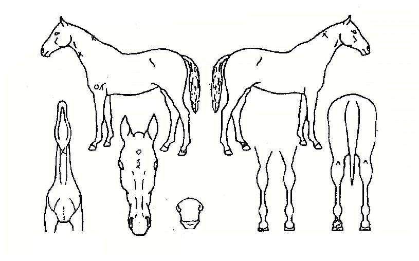 ����ûû�� ����,���,�޸�,�λ�,�ٸ��� Ư¡����