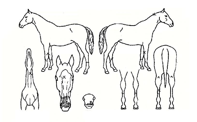 ��������� ����,���,�޸�,�λ�,�ٸ��� Ư¡����