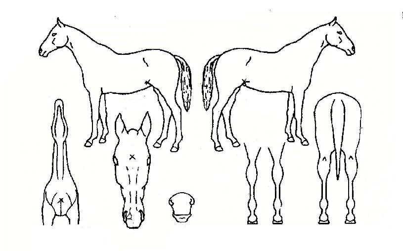 ȸ¸í»êÀÇ Ãø¸é,¿ì¸é,µÞ¸é,µÎ»ó,´Ù¸®ÀÇ Æ¯Â¡µµÇØ