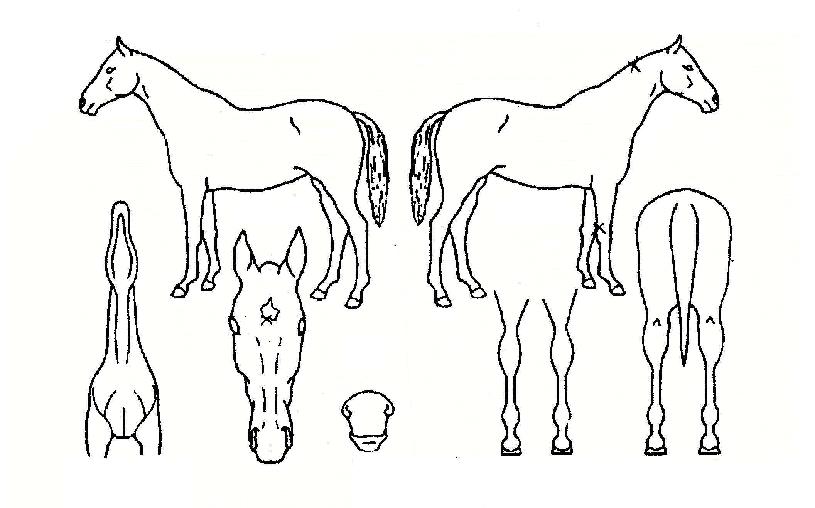 ¿£Á©Æ®·³ÆêÀÇ Ãø¸é,¿ì¸é,µÞ¸é,µÎ»ó,´Ù¸®ÀÇ Æ¯Â¡µµÇØ