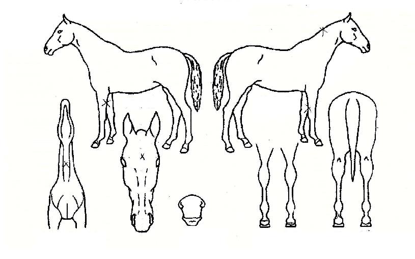 °ÀÚÀÇÁú¼ÀÇ Ãø¸é,¿ì¸é,µÞ¸é,µÎ»ó,´Ù¸®ÀÇ Æ¯Â¡µµÇØ