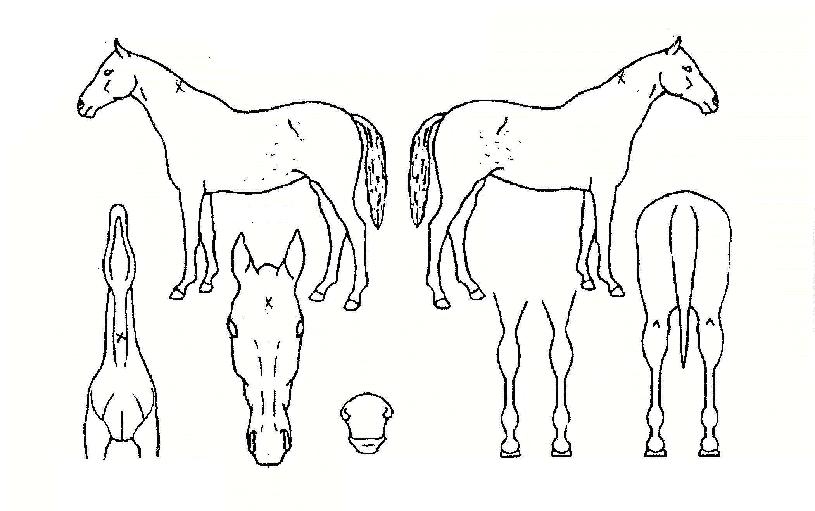 �սý���Ÿ�����ڸ��� ����,���,�޸�,�λ�,�ٸ��� Ư¡����