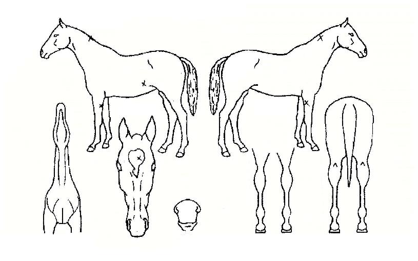 Ȳ±Ýµ¿ÀÚÀÇ Ãø¸é,¿ì¸é,µÞ¸é,µÎ»ó,´Ù¸®ÀÇ Æ¯Â¡µµÇØ