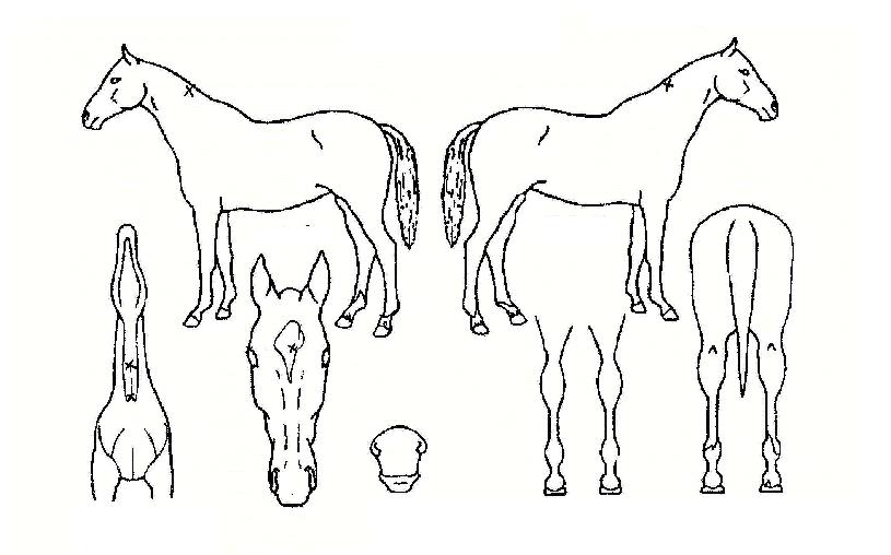 ¿À»ê´ë¼ºÀÇ Ãø¸é,¿ì¸é,µÞ¸é,µÎ»ó,´Ù¸®ÀÇ Æ¯Â¡µµÇØ