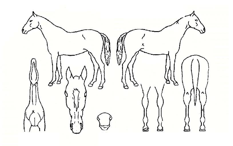 �ο����� ����,���,�޸�,�λ�,�ٸ��� Ư¡����