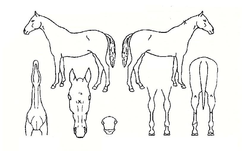 ³×¹ö·Î½ºÀÇ Ãø¸é,¿ì¸é,µÞ¸é,µÎ»ó,´Ù¸®ÀÇ Æ¯Â¡µµÇØ