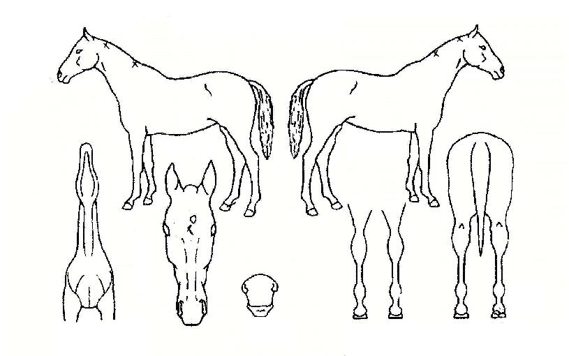 ���������� ����,���,�޸�,�λ�,�ٸ��� Ư¡����