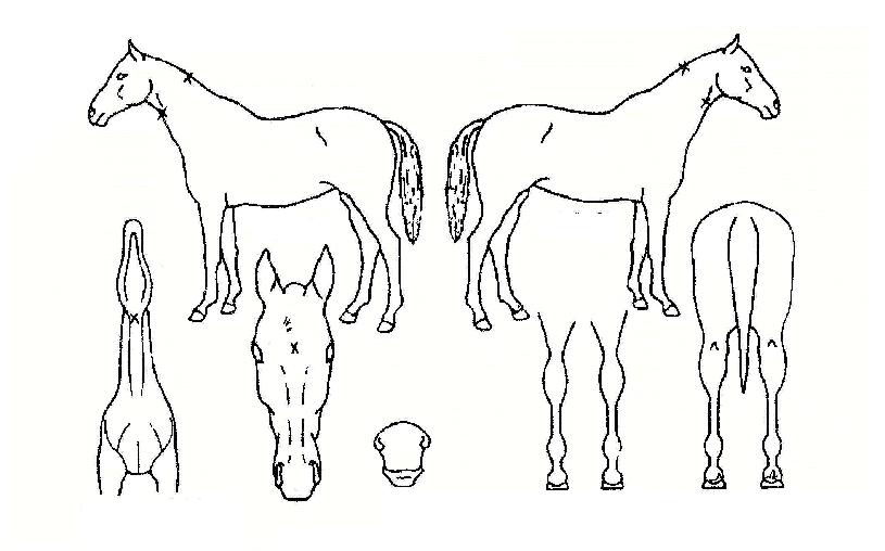 ·¹µåº¼ÀÇ Ãø¸é,¿ì¸é,µÞ¸é,µÎ»ó,´Ù¸®ÀÇ Æ¯Â¡µµÇØ