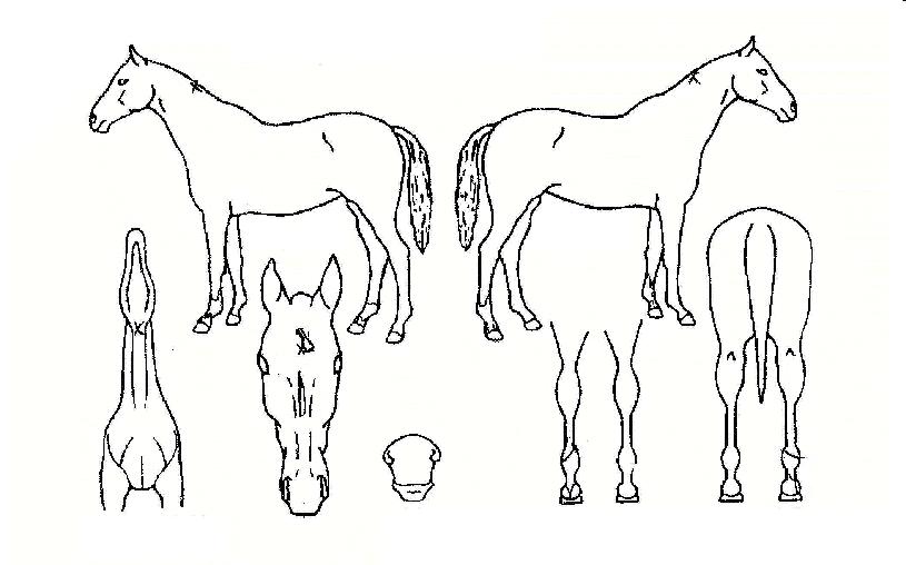 Ȳ±Ý¸¸³ÉÀÇ Ãø¸é,¿ì¸é,µÞ¸é,µÎ»ó,´Ù¸®ÀÇ Æ¯Â¡µµÇØ