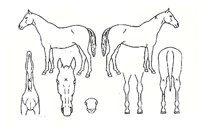 ±êºñ±êºñÀÇ Ãø¸é,¿ì¸é,µÞ¸é,µÎ»ó,´Ù¸®ÀÇ Æ¯Â¡µµÇØ