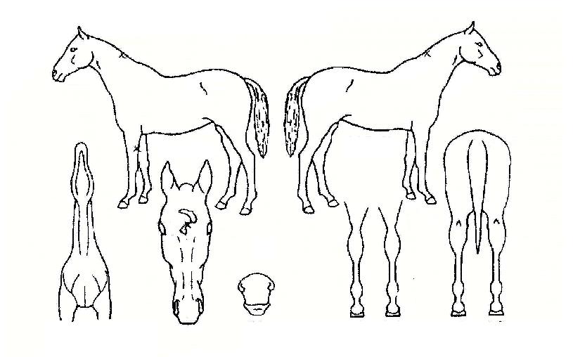 º¸ÈÀÇ Ãø¸é,¿ì¸é,µÞ¸é,µÎ»ó,´Ù¸®ÀÇ Æ¯Â¡µµÇØ