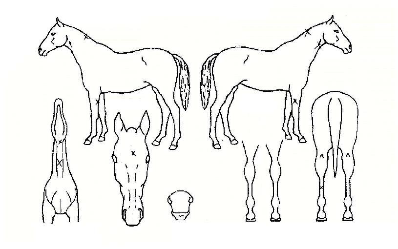 ���õ���� ����,���,�޸�,�λ�,�ٸ��� Ư¡����