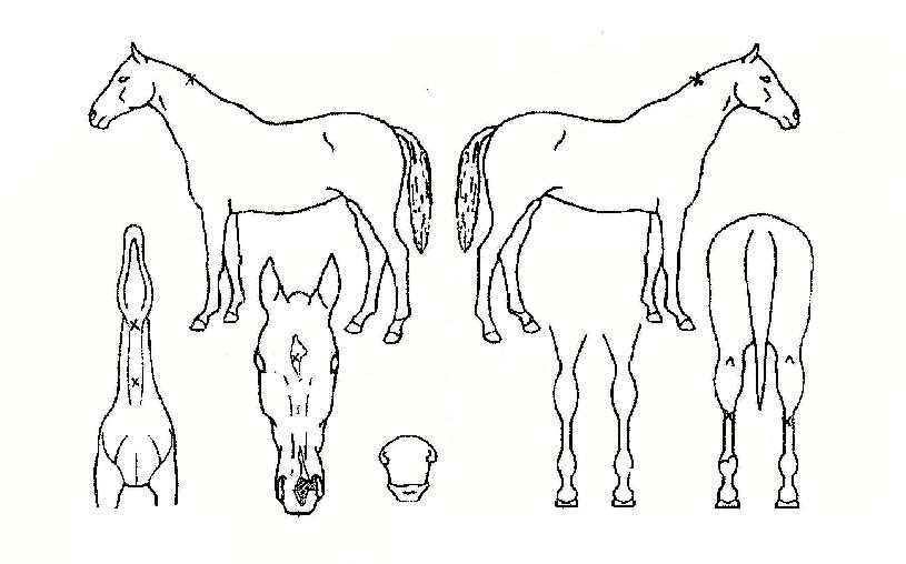 ÆÛ½º³ÎÈ£ÇÁÀÇ Ãø¸é,¿ì¸é,µÞ¸é,µÎ»ó,´Ù¸®ÀÇ Æ¯Â¡µµÇØ