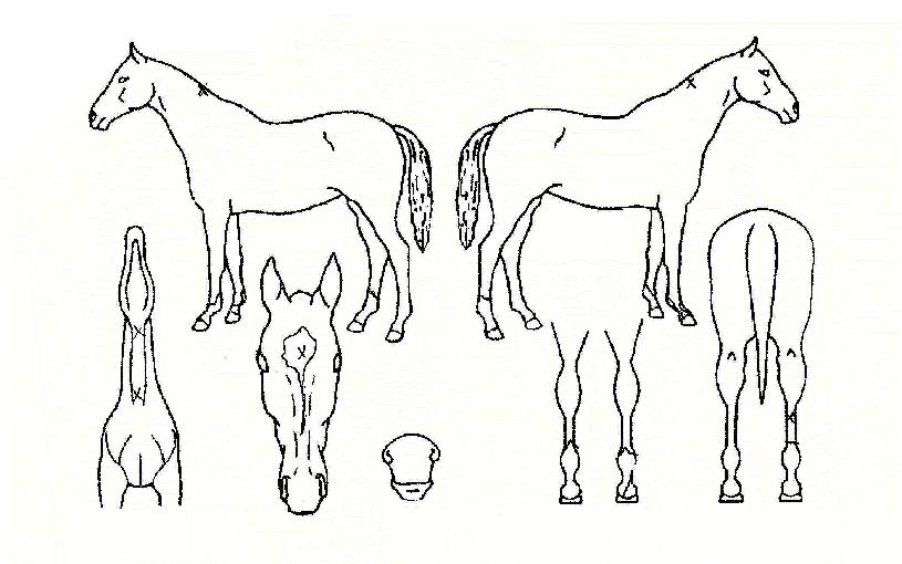 ÇÁ¶ó¿ìµå´í¼ÀÇ Ãø¸é,¿ì¸é,µÞ¸é,µÎ»ó,´Ù¸®ÀÇ Æ¯Â¡µµÇØ