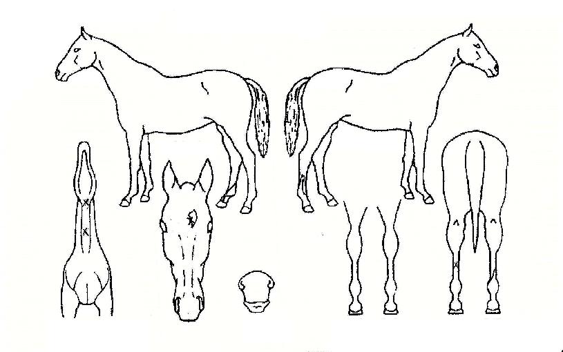 Ŭ·¹¹ö¸Ó´ÏÀÇ Ãø¸é,¿ì¸é,µÞ¸é,µÎ»ó,´Ù¸®ÀÇ Æ¯Â¡µµÇØ