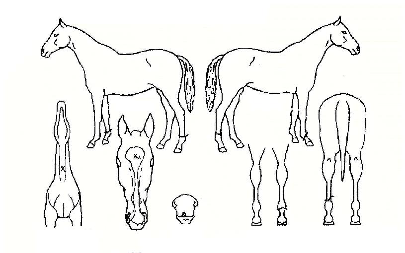 Ȳ�����ڼ��� ����,���,�޸�,�λ�,�ٸ��� Ư¡����