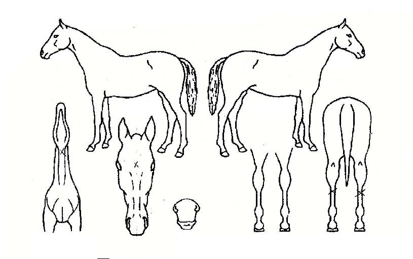 �Ҳɳ����� ����,���,�޸�,�λ�,�ٸ��� Ư¡����