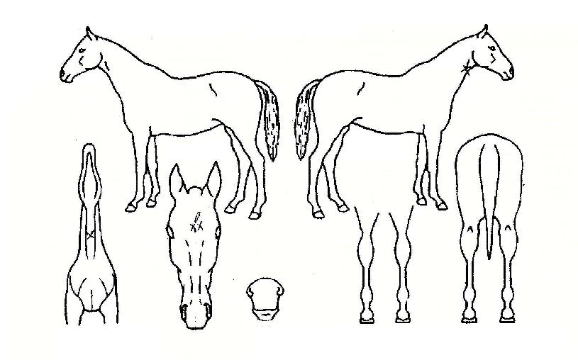 �߰ſ�ȯȣ�� ����,���,�޸�,�λ�,�ٸ��� Ư¡����