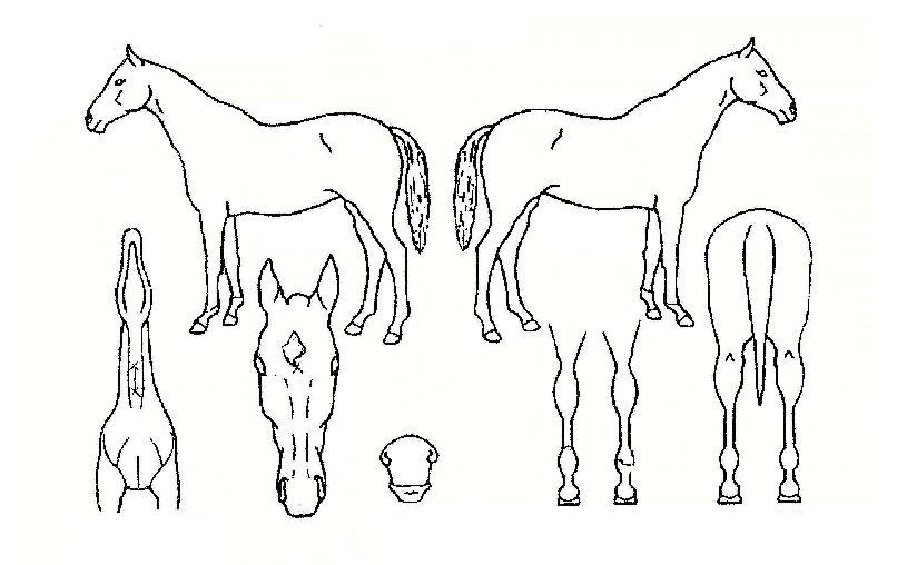 �Ѱ������ ����,���,�޸�,�λ�,�ٸ��� Ư¡����