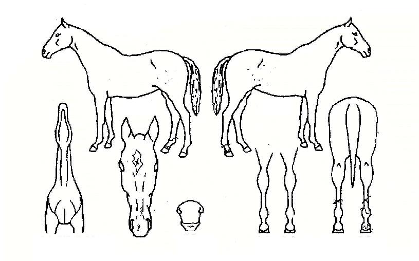 �����Ƴ��ڸ��� ����,���,�޸�,�λ�,�ٸ��� Ư¡����